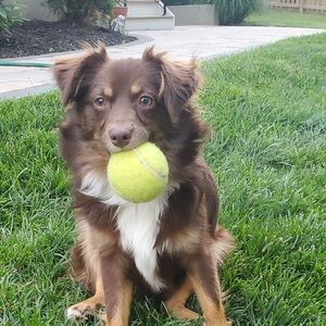 Meet your Posher, Diana